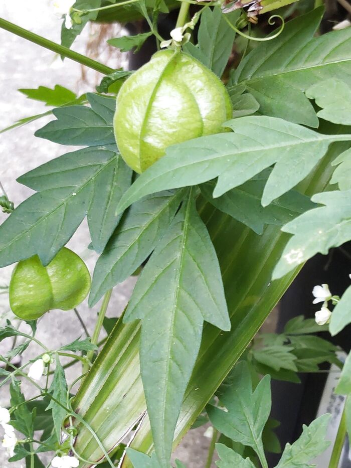 可愛い果実は、人の役にもたつそうですね!