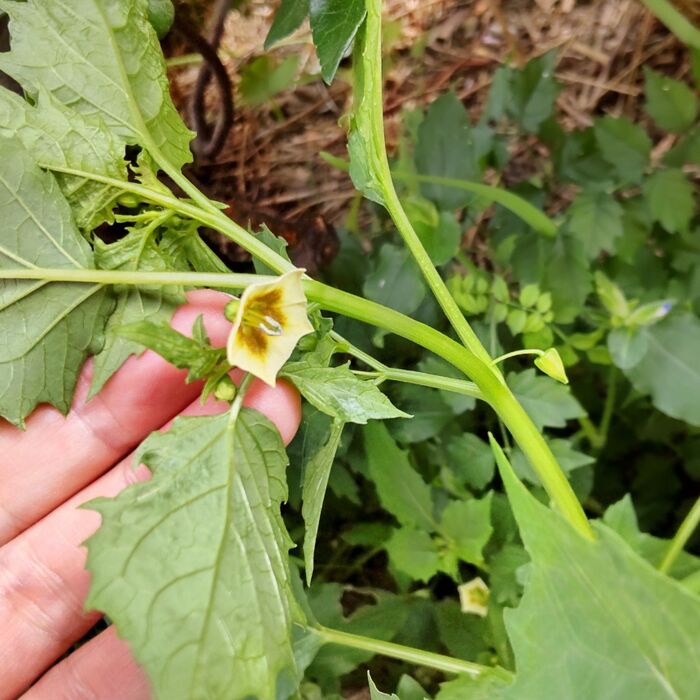 お花はこんな花です。葉っぱも全然違いますよね。 花言葉は、「可憐な愛」「恋の悩み」「誠実」。