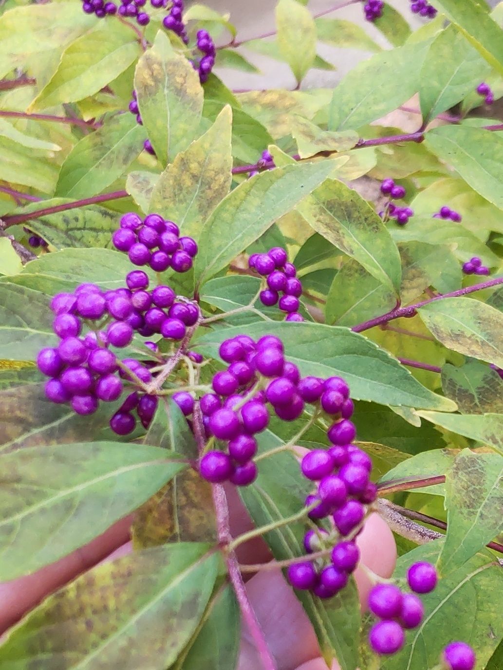 とても綺麗な紫色の実です。「毒」はあるの？触っても大丈夫？