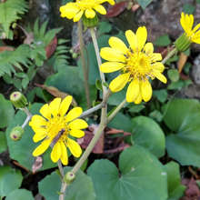 「秋から冬に開花」凄くパワーのあるお花です♡大和撫子っぽい独特な雰囲気のある、可愛いお花