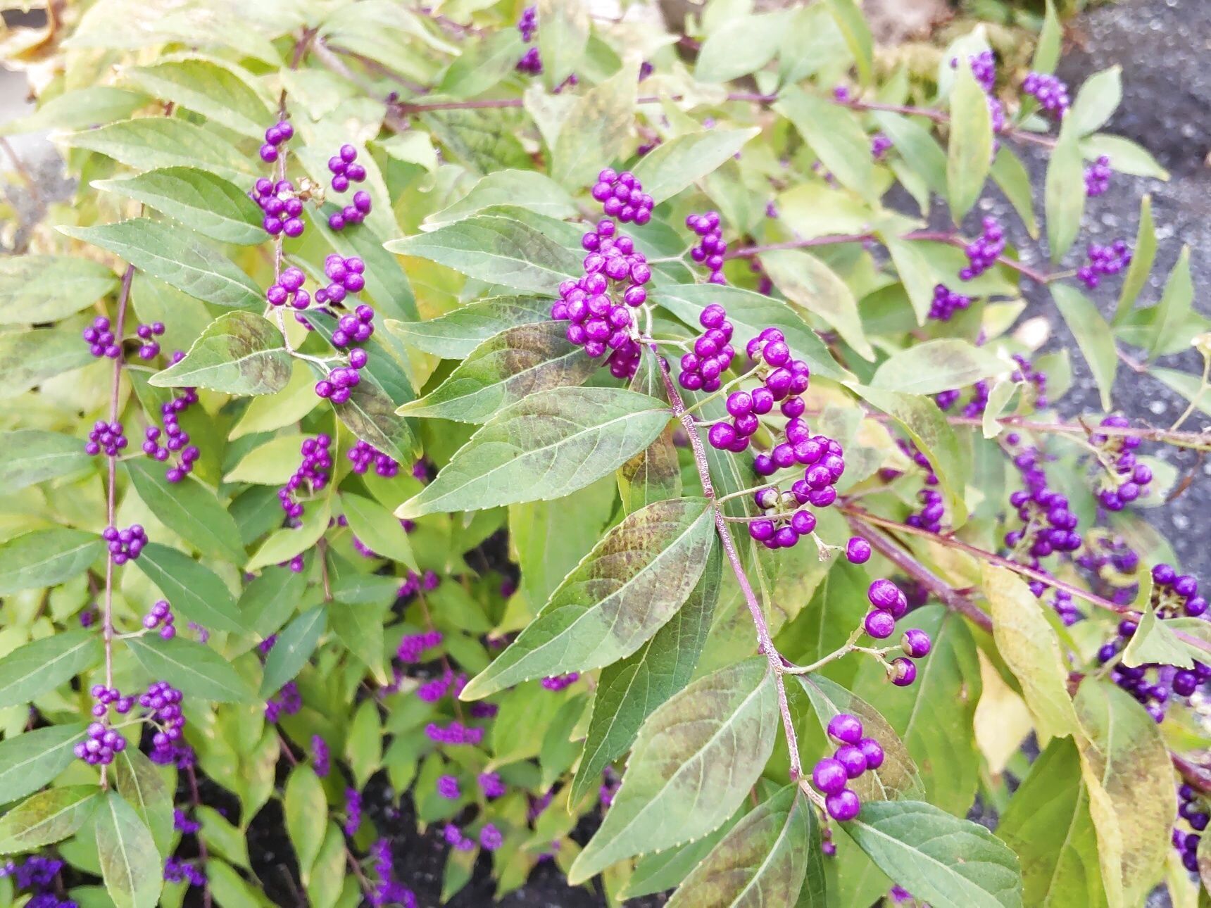 【9月から12月の道端（有馬温泉）】美しい紫色の実「ムラサキシキブ」？毒はあるの？