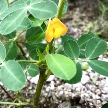 〈庭に咲いた黄色の花〉そろそろ季節。気になるその後は?