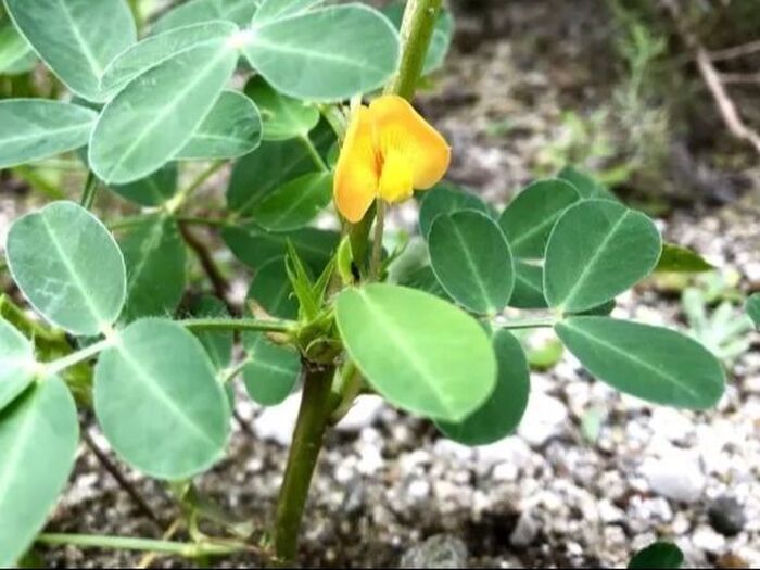 〈庭に咲いた黄色の花〉そろそろ季節。気になるその後は?