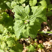 【11月道端の雑草】知っていそうで知らない「ホトケノザ」の面白さ&縁起の良さ!見分け方とは?