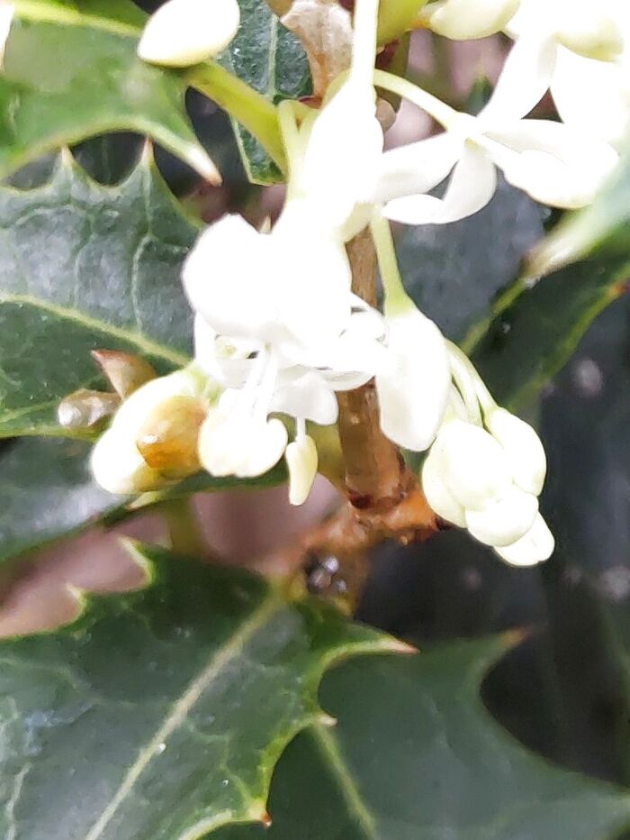 柊(ヒイラギ)の花は、キンモクセイにも似た、とても良い香りがします