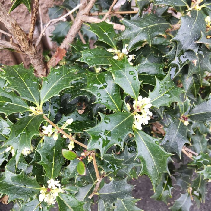 立春の節分に飾る、柊鰯(ひいらぎいわし)とは?