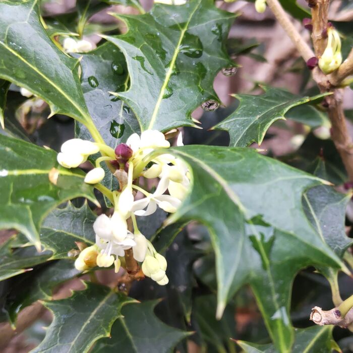 晩秋から初冬に開花♡キンモクセイの花を白くしたような花を咲かせます