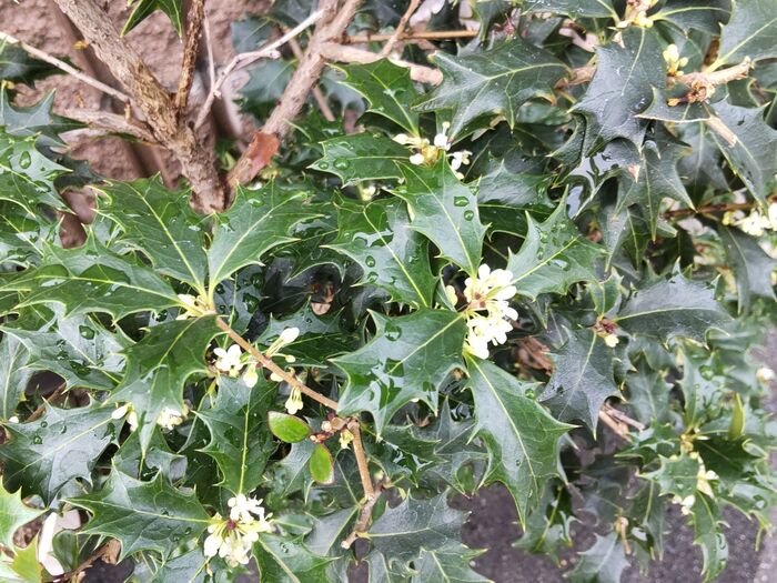 この植物は「ヒイラギ(柊)」です