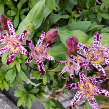 【11月の花】珍しい!形も複雑、紫色の斑点模様の奇妙なお花は、怖い花言葉をもつの?有毒なの?