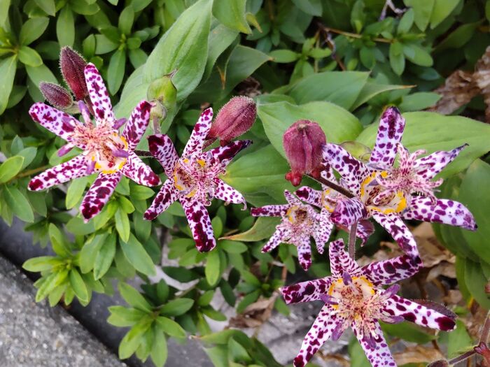 【11月の花】珍しい!形も複雑、紫色の斑点模様の奇妙なお花は、怖い花言葉をもつの?有毒なの?