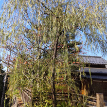 幽霊を連想させる怖い木!柳の木には、花が咲くのか?花言葉は、やっぱり怖いのか?