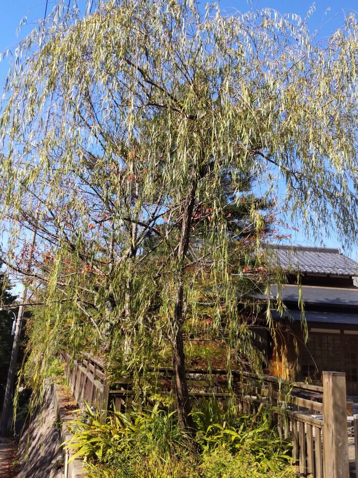 幽霊を連想させる怖い木!柳の木には、花が咲くのか?花言葉は、やっぱり怖いのか?