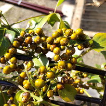 「道端の危険な雑草」小さくて可愛いけど、強烈なんです!晩秋に熟す「ヘクソカズラ」の実、毒もある?