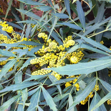 お子様、ペット注意!黄色くて綺麗な花を咲かせる「ホソバヒイラギナンテン」の意外な危険とは?