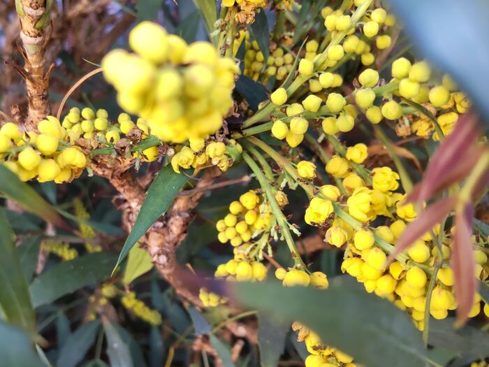 この植物は「ホソバヒイラギナンテン(細葉柊南天)」です