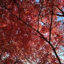 紅葉探索「神戸 獅子ケ池」