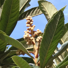 【12月道端のビワ】ビワの実は美味しいけど…ビワの花は、どんな花?枝先の房状の物体は何?