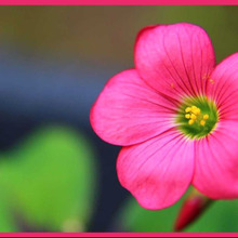 色とりどりの花や魅力的な葉「オキザリス/酢漿草/Oxalis」