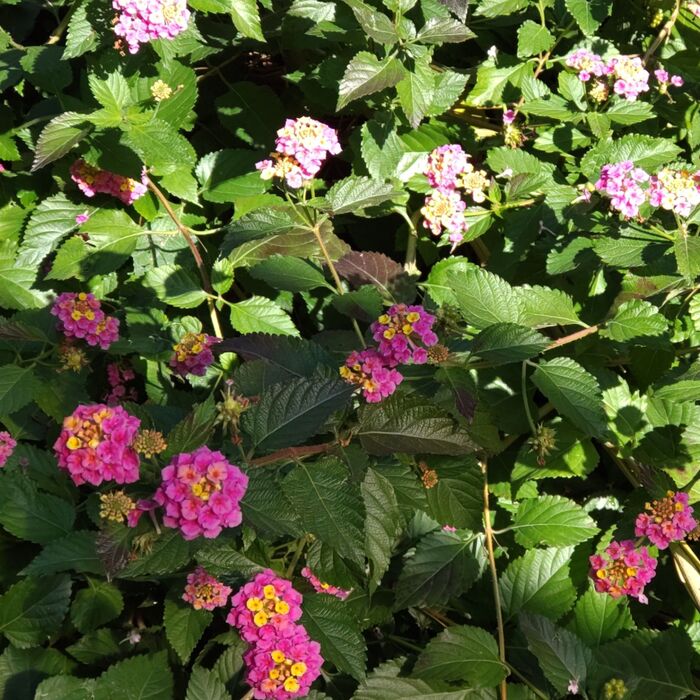 【12月 貞子が出てきそうな怖い道端】ランタナを植えてはいけないと言われる理由がここにあり!