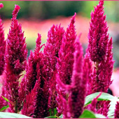 花期は夏から秋までと長く、切り花やドライフラワーとしても人気なケイトウ