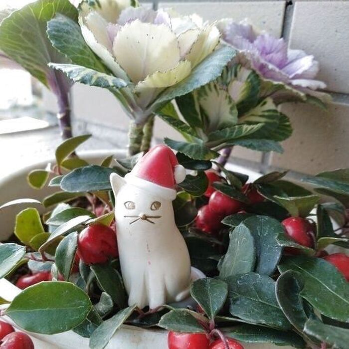 クリスマスの寄せ植え