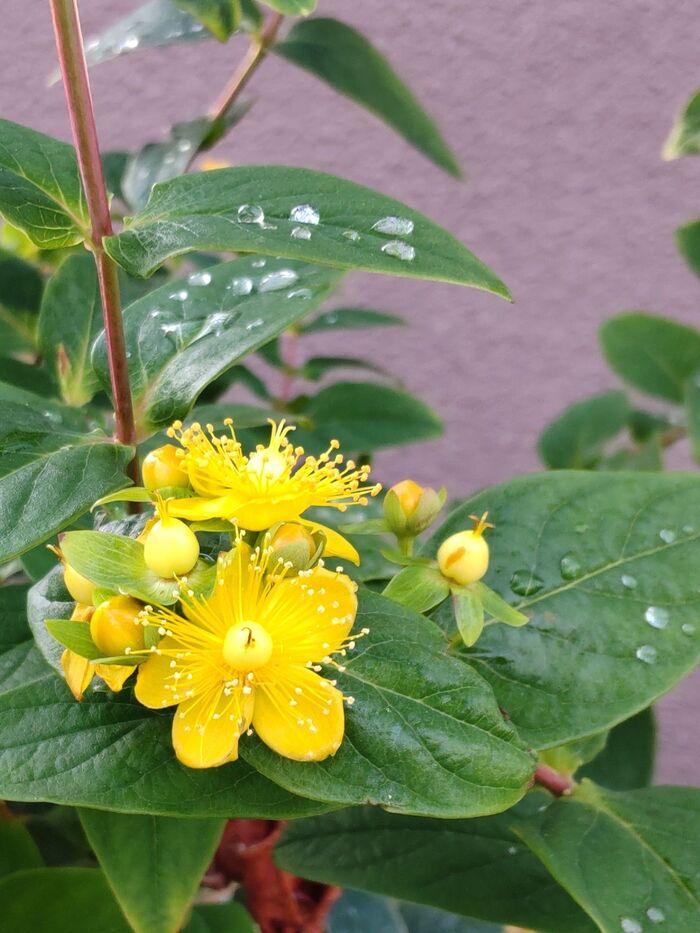 知ると怖い話!可愛い実をつける、花束にも用いられる「ヒペリカム」って?お子様がつまんで食べちゃダメ?