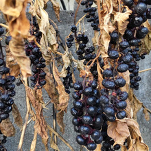 【1月の危険な雑草】震災時に、つまんで子供が口に入れたら絶対ダメ!干しぶどうのような実は超危険ー!