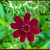 簡単なチョコレートコスモスの育て方(暗紅色のコスモス/Chocolate Cosmos)