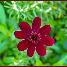 簡単なチョコレートコスモスの育て方(暗紅色のコスモス/Chocolate Cosmos)