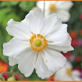 シュウメイギクの育て方を詳しく解説(秋明菊/Japanese anemone)