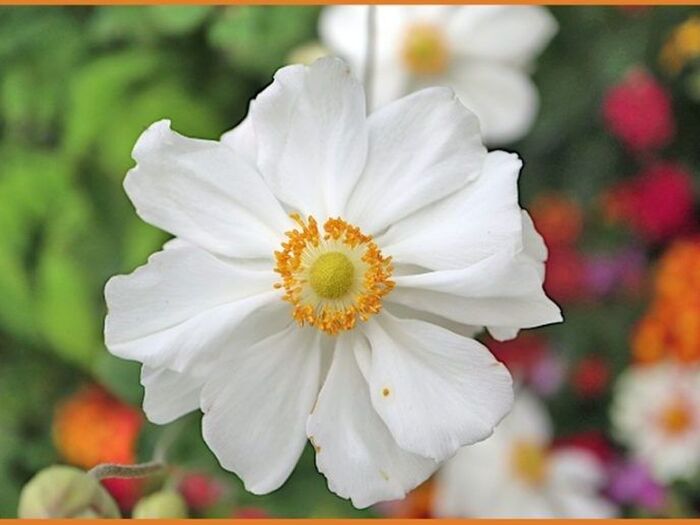 シュウメイギクの育て方を詳しく解説(秋明菊/Japanese anemone)