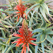 「1月の道端の雑草」アロエの花は摩訶不思議ー!「キダチアロエ」の花言葉って?怖いの?