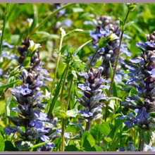 初心者でも簡単!アジュガの栽培ガイド「西洋十二単/Ajuga」