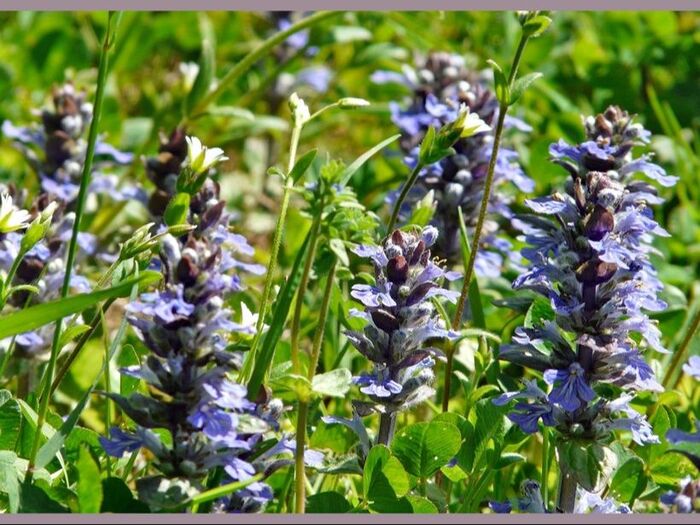 初心者でも簡単!アジュガの栽培ガイド「西洋十二単/Ajuga」