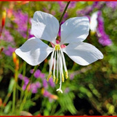 初心者向けガウラ栽培のポイント