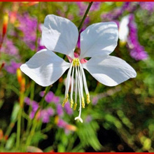 初心者向けガウラ栽培のポイント