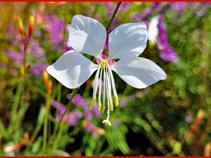 初心者向けガウラ栽培のポイント