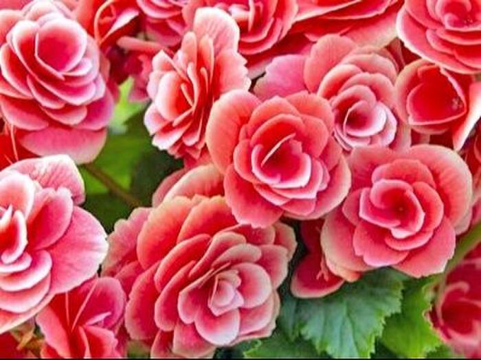 エラチオール・ベゴニア育て方の基本