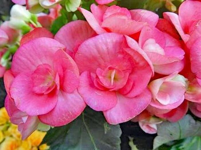 エラチオール・ベゴニアの増やし方と株分けの手順