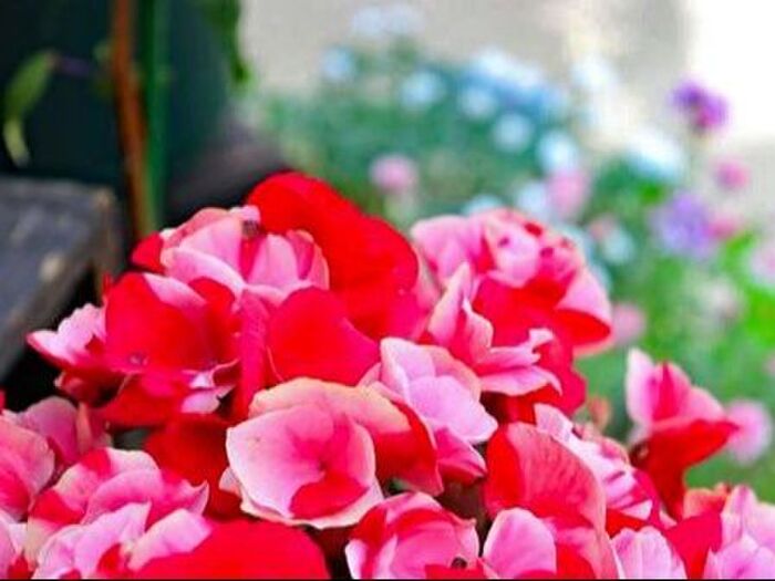 エラチオール・ベゴニアの病気と害虫対策