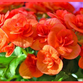 エラチオール・ベゴニア初心者向けガイド「Begonia Elatior Group」