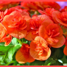 エラチオール・ベゴニア初心者向けガイド「Begonia Elatior Group」