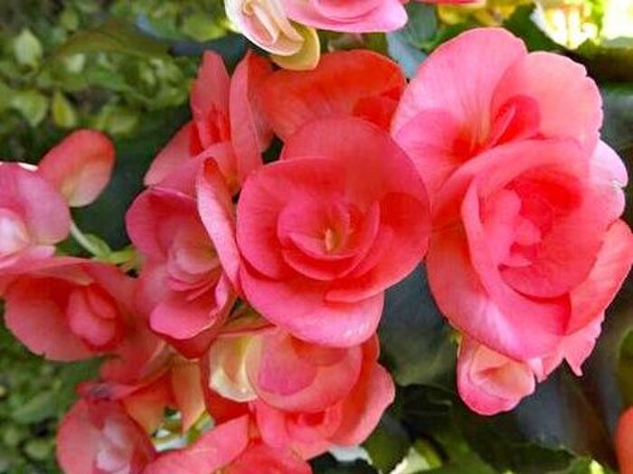 エラチオール・ベゴニアの花言葉