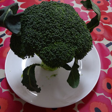 ブロッコリーに寄り添うお話!!