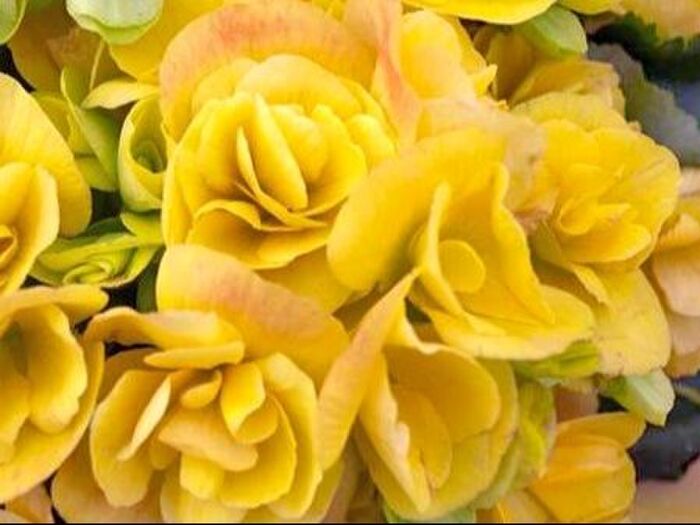 エラチオール・ベゴニアの種類と特徴