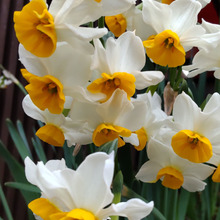 【水仙】意外に知られていない、可愛いけど、世にも恐ろしい真実とは?お子様、ペットにもご注意ー!