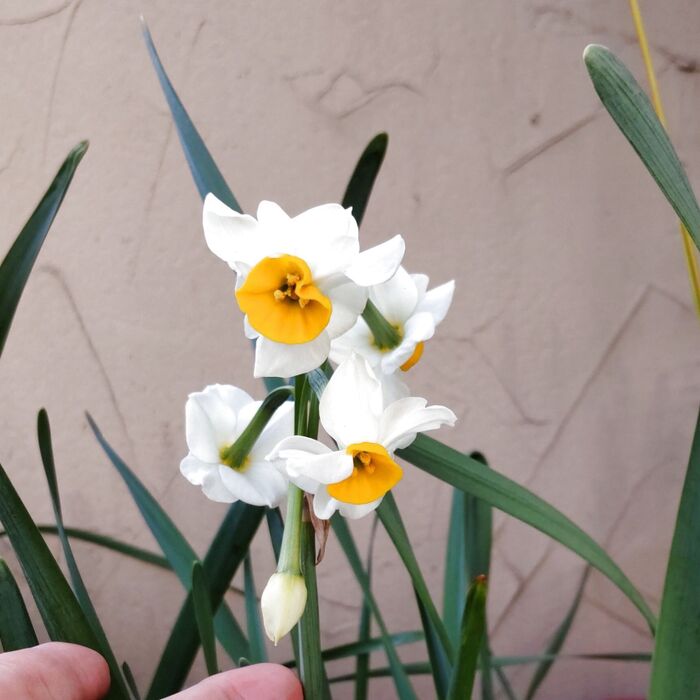 この植物は、「水仙」です。別名は、雪中花(せっちゅうか)、雅客(がかく)。