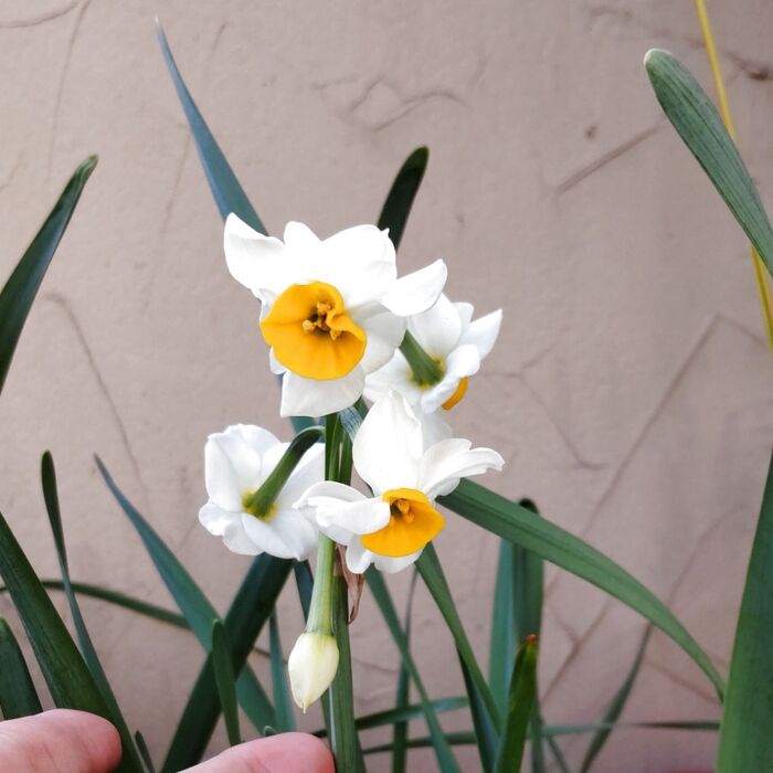 この植物は、「水仙」です。別名は、雪中花（せっちゅうか）、雅客（がかく）。