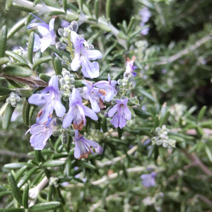 香り高いローズマリーの花言葉は「記憶」「思い出」「誠実」「変わらぬ愛」など。