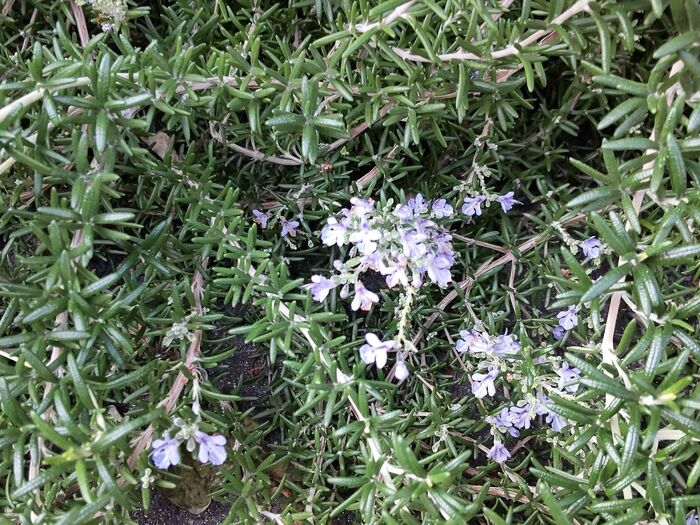 この植物は「ローズマリー」です。